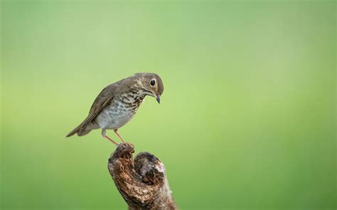 Summer Wildlife to Discover in Marin County