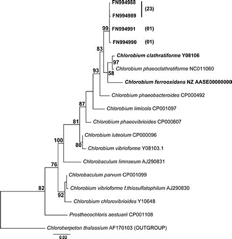 Phylogeny Of The Photoferrotrophic Enrichment Culture Based On Nearly