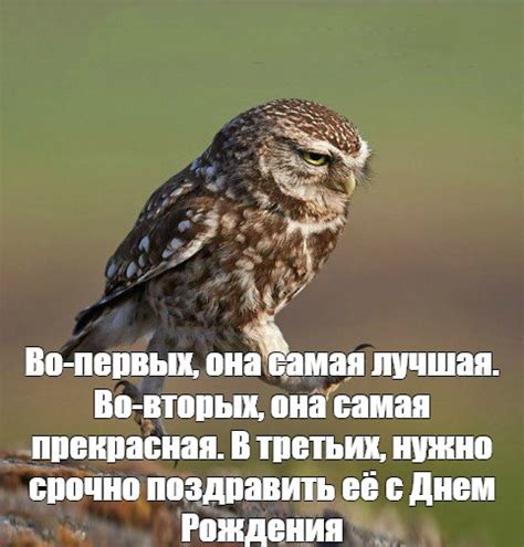 Создать мем "owl, сова, сова сова" - Картинки - Meme-arsenal.com