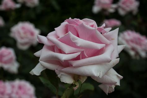 Greenwich Park Rose Garden - Enthusiastic Gardener