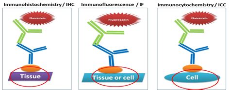 Difference Between Immunocytochemistry Icc And Immunofluorescence If