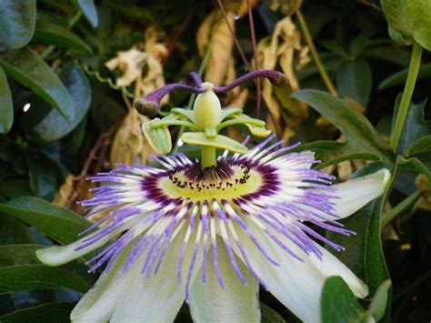 Passiflora Coerulea Fior Di Passione