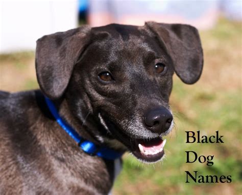 Ideas for Black Dog Names | PetHelpful