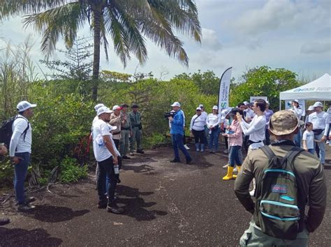 Miambiente Fomenta La Recuperaci N De Los Manglares En Isla Galeta