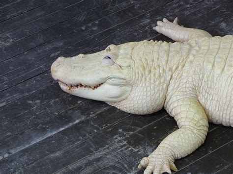 Rare White Alligator Smiling | Rare animals, Animals wild, Alligator