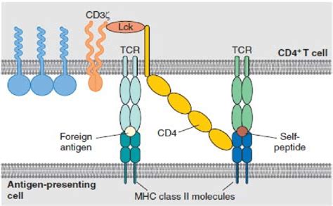 Schematic Model For T Cell Receptor Ligation Engagement Of The Tcr Cd