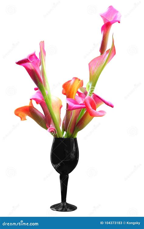 Flowers Of Pink Calla Lily Isolated With Clipping Path Stock Image