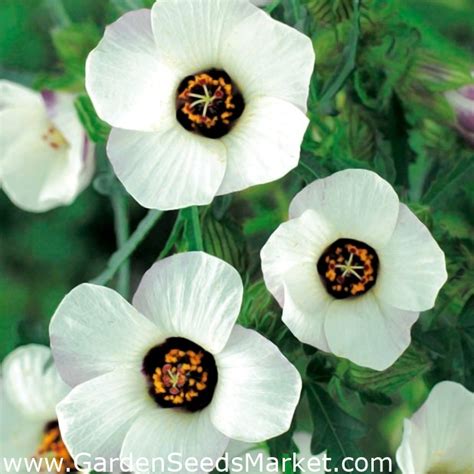 Flower Of An Hour Bladder Hibiscus Bladder Ketmia Bladder Weed