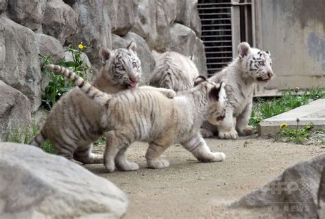 希少なホワイトタイガー4頭公開へ、東武動物公園 写真17枚 国際ニュース：afpbb News