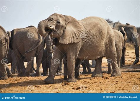 African Elephants Loxodon Africana Drinking Water At Waterhole Etosha