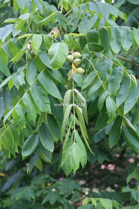 Juglans Ailantifolia