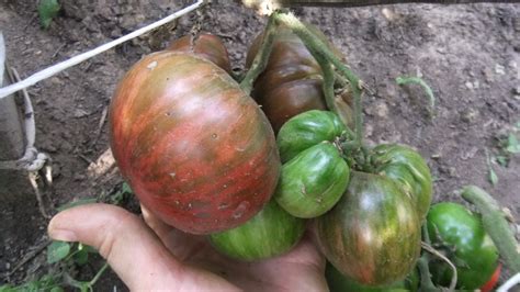 Томат Гном Теннесси подходящий: описание сорта помидоров ...