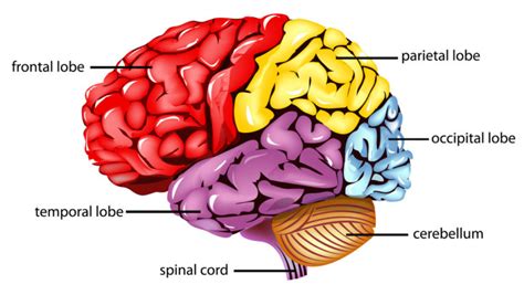 Parietal Lobe : Anatomy, Location & Function - Anatomy Info