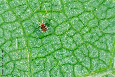 Panonychus Ulmi The European Red Mite It Is A Species Of Mite Which Is A Major Agricultural