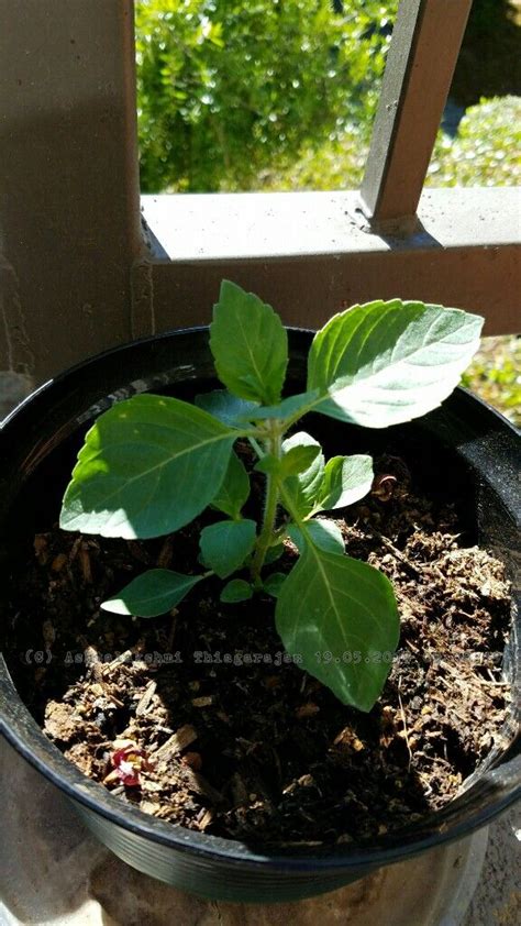 Omavalli/Karpooravalli - Carom plant | Balcony garden, Plants, Garden