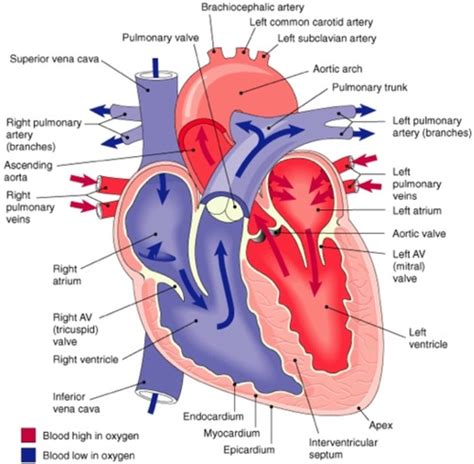 Chapter Cardiovascular System Review Adv Anatomy Wack Flashcards