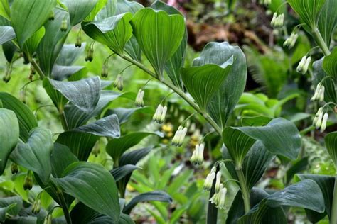 Polygonatum Odoratum Sigillo Di Salomone