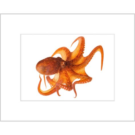 Giant Pacific Octopus – Curious Critters