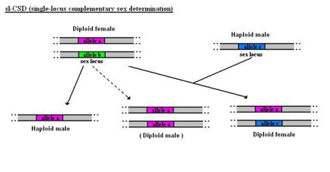 Single Locus Complementary Sex Determination Sl Csd In Single Locus