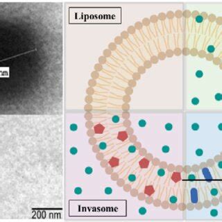 Schematic Representation Of Intercellular And Transcellular Ethosome