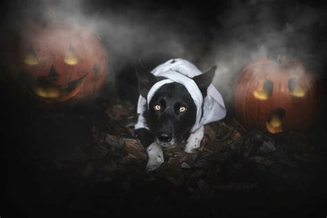 Halloween Can Be Scary For Dogs - The Academy of Pet Careers