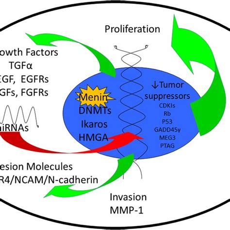 Epigenetic Alterations In Pituitary Neuroendocrine Tumors Nuclear