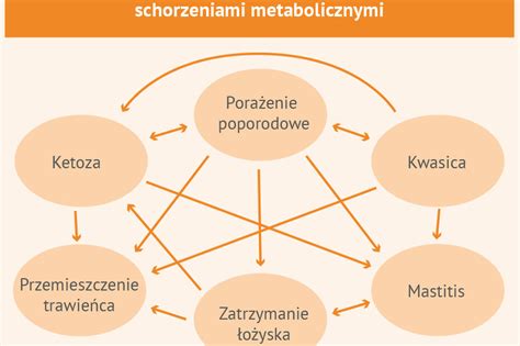 Choroby Metaboliczne Kr W Mlecznych Byd O I Mleko