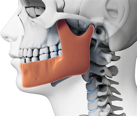 Patolog A De La Articulaci N Temporomandibular Directorio Odontol Gico