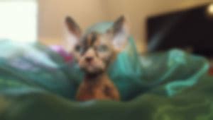 Pussy People Uncrate