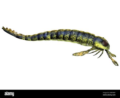 Pterygotus Silurian Scorpion Hi Res Stock Photography And Images Alamy