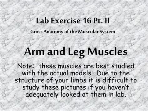 Ppt Lab Exercise 16 Pt Ii Gross Anatomy Of The Muscular System