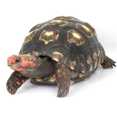 Cherry Head Red Foot Tortoise 4 - 5 inch