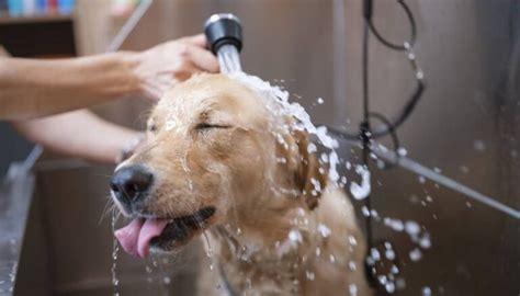 Je Hond Wassen Met Hondenshampoo Alles Wat Je Moet Weten Uitgelaten Hond