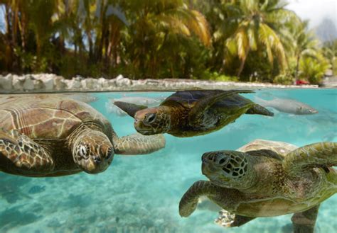 Polynésie Française Un Goût De Paradis Polynésie Française Tortue Marine France