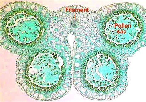 Four Pollen Sacs And A Cross Section Of The Fillament Are Visible Lab