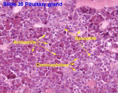 Anterior Pituitary Histology