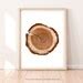 Tree Ring Printable Wall Art Tree Stump Instant Digital Print Etsy