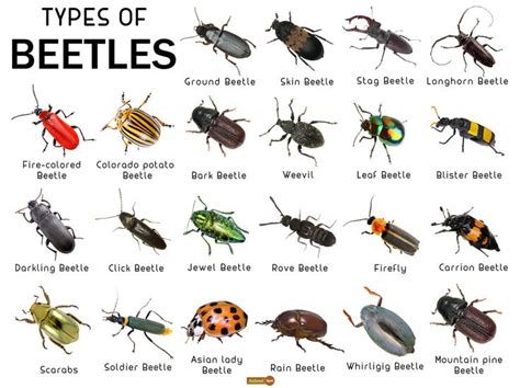 Types Of Beetles A Visual Guide