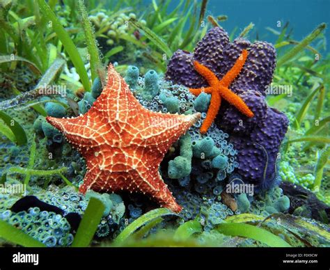 Estrellas Marinas Subacuático Con Un Cometa Común Estrella Y Un Cojín