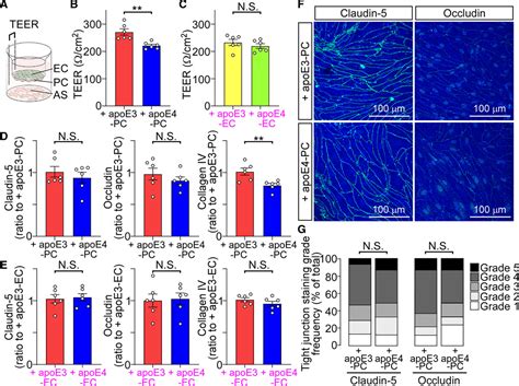 Apoe Apolipoprotein E In Brain Pericytes Regulates Endothelial