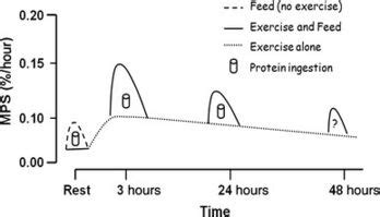 Muscle Protein Synthesis - Physiopedia