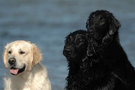 Black Golden Retrievers – Golden Retriever Society