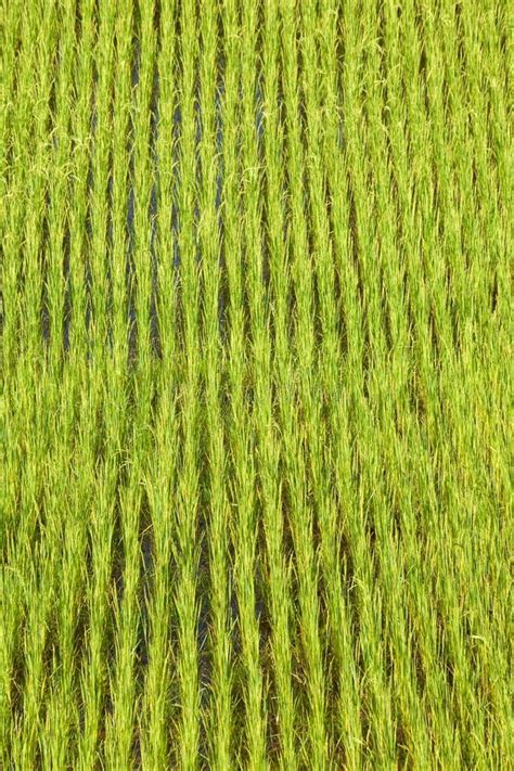 Paddy Field Background Stock Photo Image Of Scenery 15540668