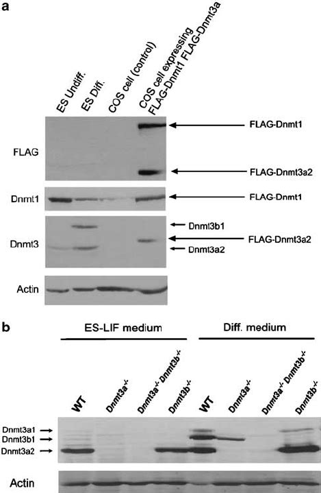 Protein Expression Level Of Dnmts In Es Cells A Expression Of