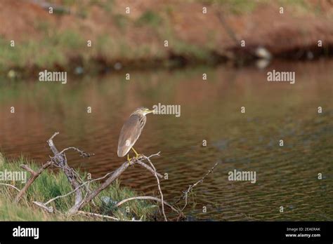 State bird of the indian state of tamil nadu hi-res stock photography ...