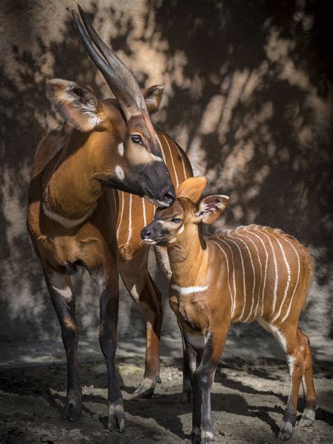 Baby Bongo Animal