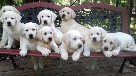 White English Labrador Retriever