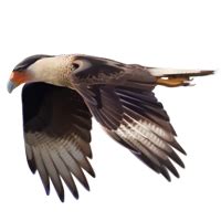 Caracara | Mafia Wars Wiki | Fandom