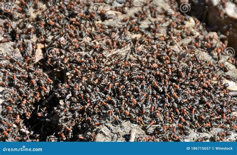 A swarm of ants stock image. Image of organization, community - 186715657