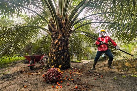 Foto Minyak Goreng Mahal Asalnya Dari Sawit Yang Ditanam Di Tanah